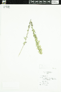 Symphyotrichum ericoides image