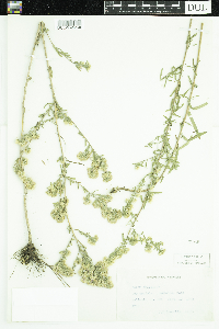 Symphyotrichum ericoides image