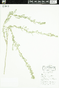 Symphyotrichum ericoides image