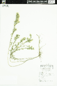 Symphyotrichum ericoides image