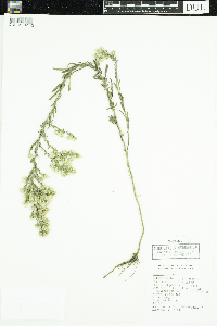 Symphyotrichum ericoides image