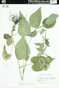 Symphyotrichum drummondii image