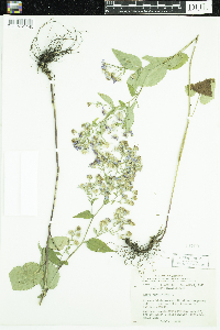 Symphyotrichum cordifolium image