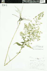 Symphyotrichum cordifolium image