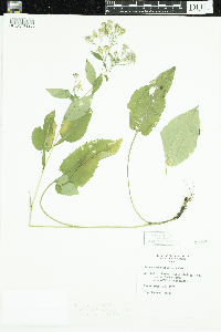 Media resource of Symphyotrichum cordifolium