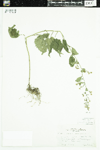 Symphyotrichum cordifolium image