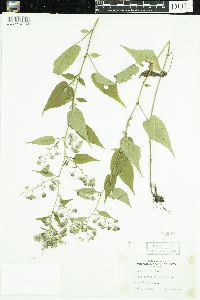 Symphyotrichum cordifolium image