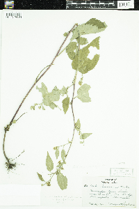 Symphyotrichum cordifolium image