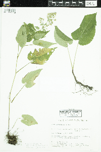 Symphyotrichum cordifolium image