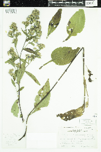 Symphyotrichum cordifolium image