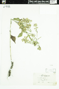 Symphyotrichum ciliolatum image