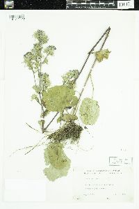 Symphyotrichum ciliolatum image