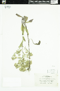 Symphyotrichum ciliolatum image