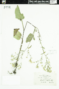 Symphyotrichum ciliolatum image