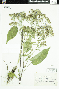 Symphyotrichum ciliolatum image