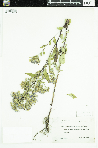 Symphyotrichum ciliolatum image