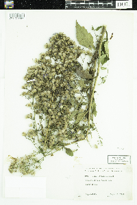 Symphyotrichum ciliolatum image