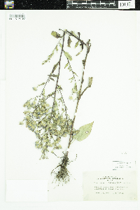 Symphyotrichum ciliolatum image