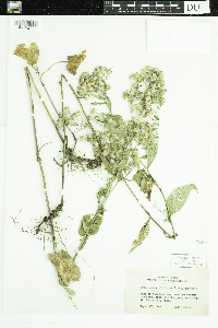 Symphyotrichum ciliolatum image