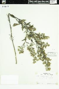 Symphyotrichum ciliolatum image