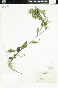 Symphyotrichum ciliolatum image