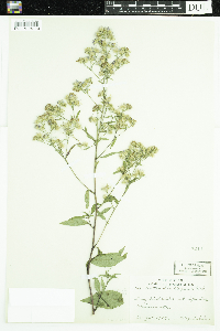Symphyotrichum ciliolatum image