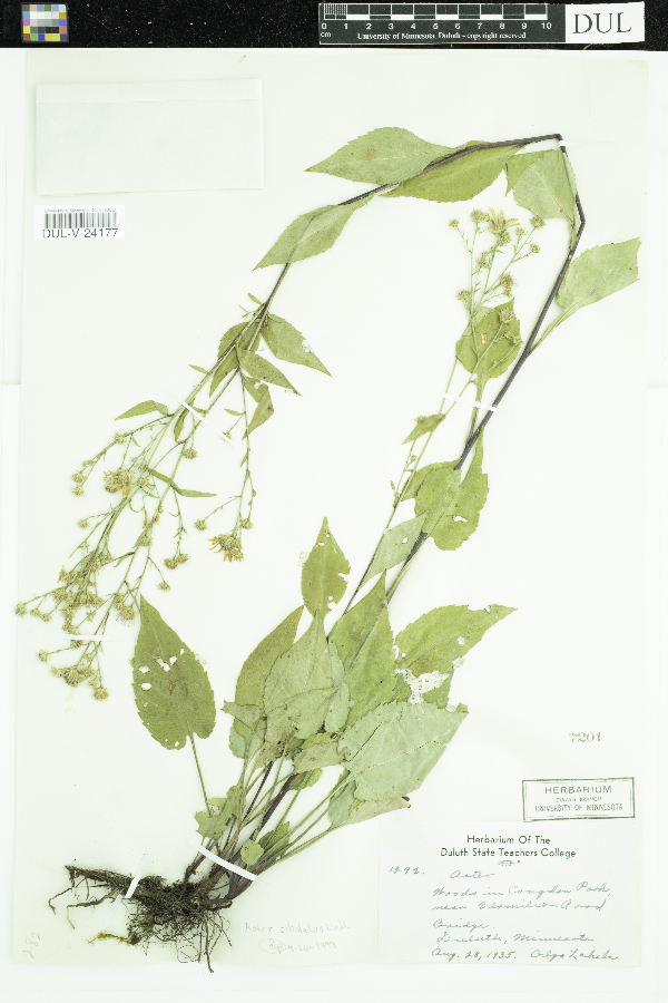 Symphyotrichum ciliolatum image