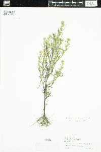 Symphyotrichum ciliatum image