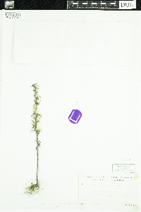 Symphyotrichum ciliatum image