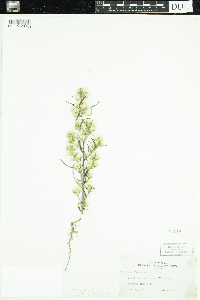 Symphyotrichum ciliatum image