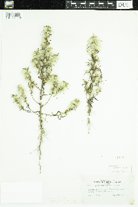 Symphyotrichum ciliatum image