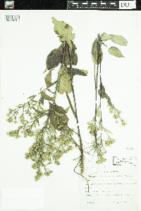Symphyotrichum ciliolatum image