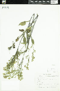 Symphyotrichum ciliolatum image