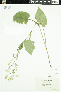 Symphyotrichum ciliolatum image