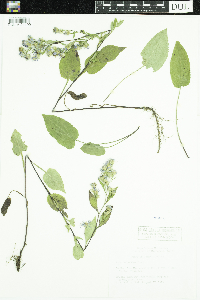 Symphyotrichum ciliolatum image