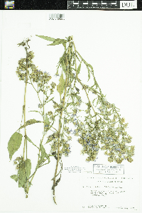 Symphyotrichum ciliolatum image