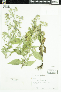 Symphyotrichum ciliolatum image