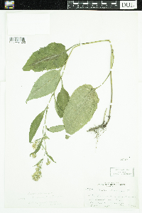 Symphyotrichum ciliolatum image