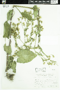 Symphyotrichum ciliolatum image