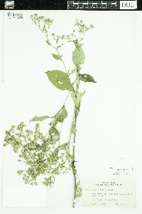 Symphyotrichum ciliolatum image