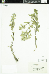 Symphyotrichum ciliolatum image