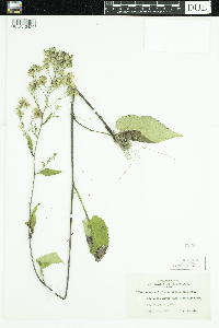 Symphyotrichum ciliolatum image