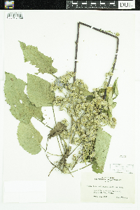 Symphyotrichum ciliolatum image