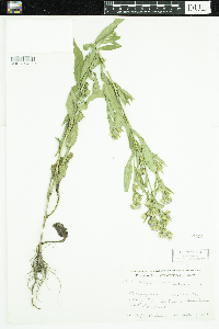 Symphyotrichum ciliolatum image