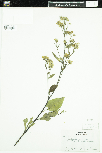 Symphyotrichum ciliolatum image