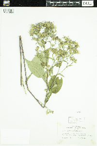 Symphyotrichum ciliolatum image