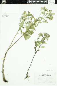Symphyotrichum ciliolatum image