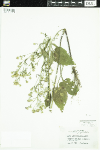 Symphyotrichum ciliolatum image