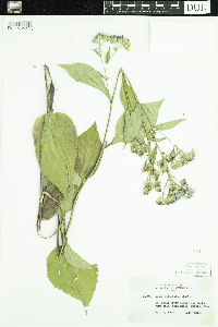 Symphyotrichum ciliolatum image