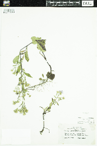 Symphyotrichum ciliolatum image